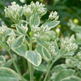 Frosty Morn Stonecrop
